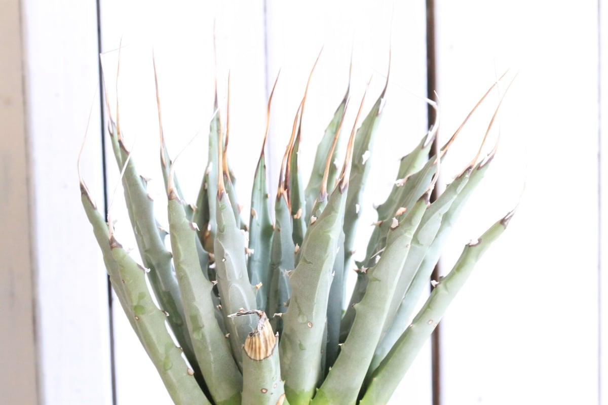 【goodtaniku】雷帝×ユタエンシス　ハイブリッド　個体　発根済み fit=scale-down,w=1200