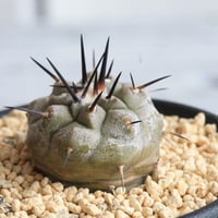 コピアポア　シネレア　黒王丸(実生）