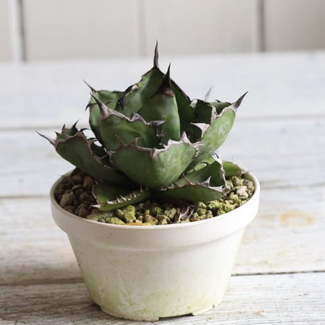 Agave ブラック＆ブルー