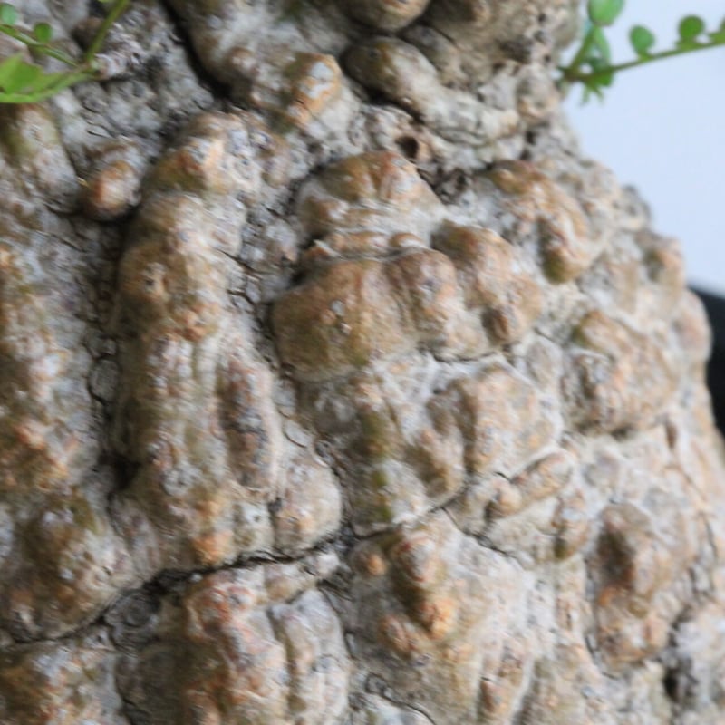 オペルクリカリア パキプス | hanayoshi-botanical