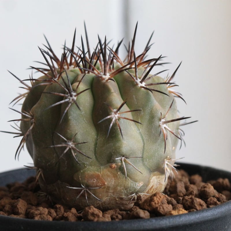 コピアポア マレッティアナ | hanayoshi-botanical