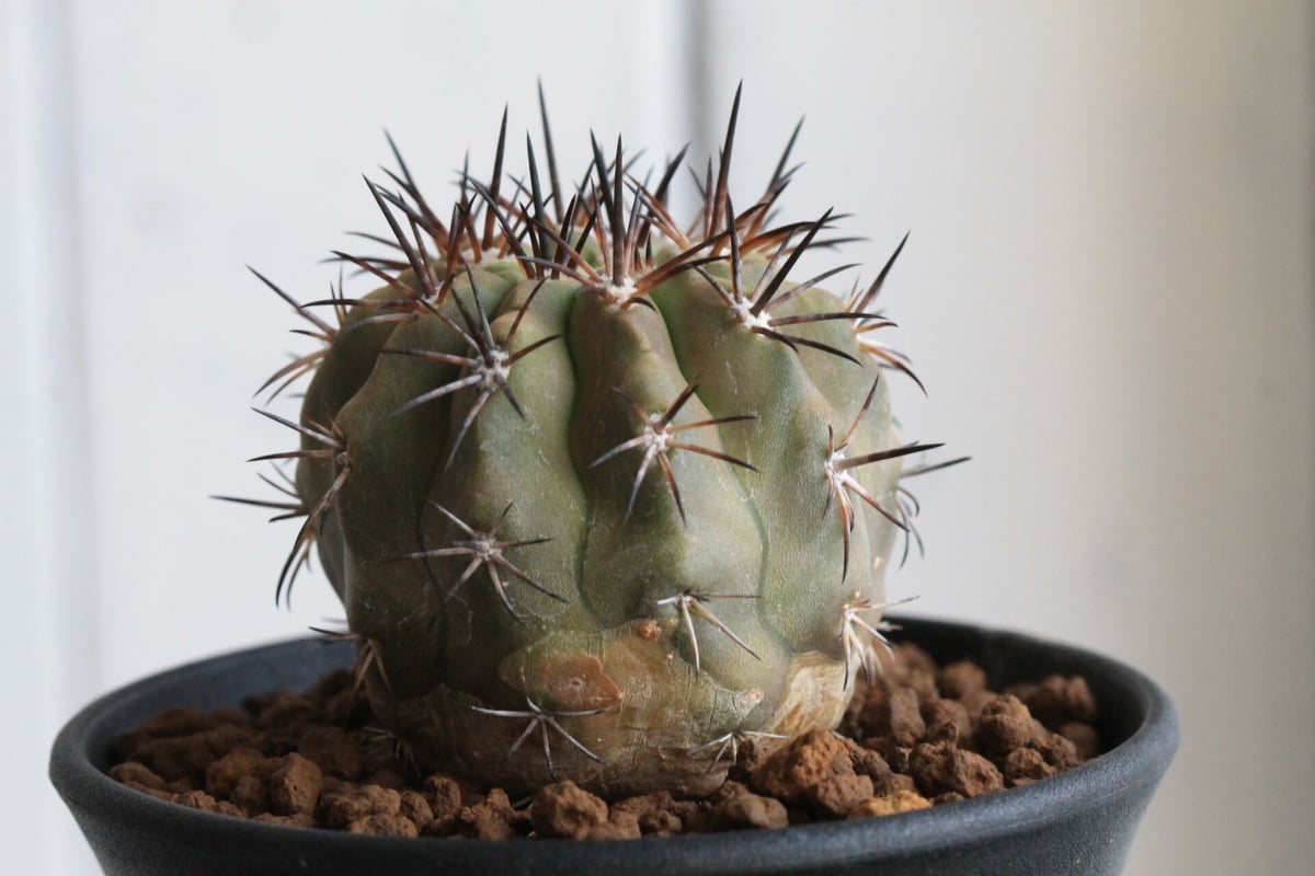 コピアポア マレッティアナ | hanayoshi-botanical