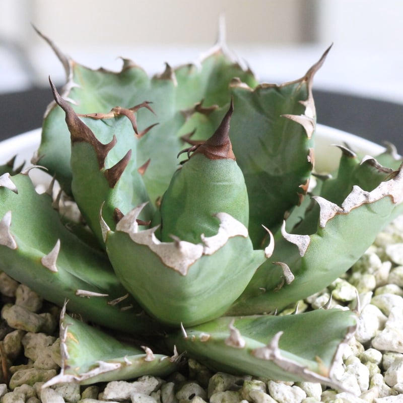 アガベ チタノタ NO.1 | hanayoshi-botanical