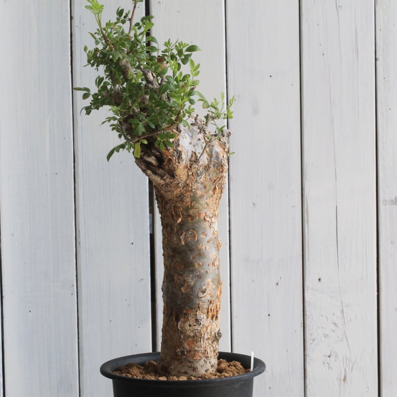 ブルセラ ファガロイデス | hanayoshi-botanical