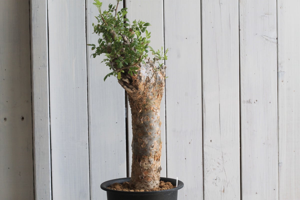 ブルセラ ファガロイデス | hanayoshi-botanical ブルセラ ファガロイデス | hanayoshi-botanical