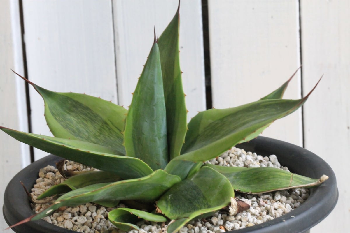 アガベ オバティフォリア キラー Agave ovatifolia Killer-