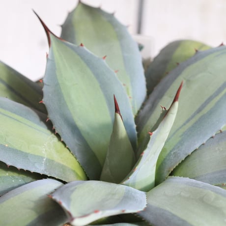 Agave　吉祥天錦