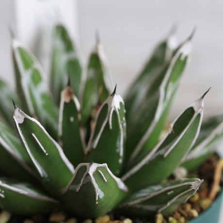 Agave 児玉笹の雪