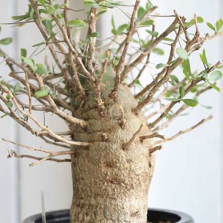 Fouquieria コルムナリス