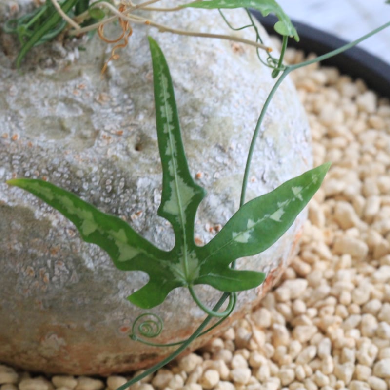 アデニア キルキー | hanayoshi-botanical