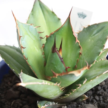Agave シエラミクスティカ