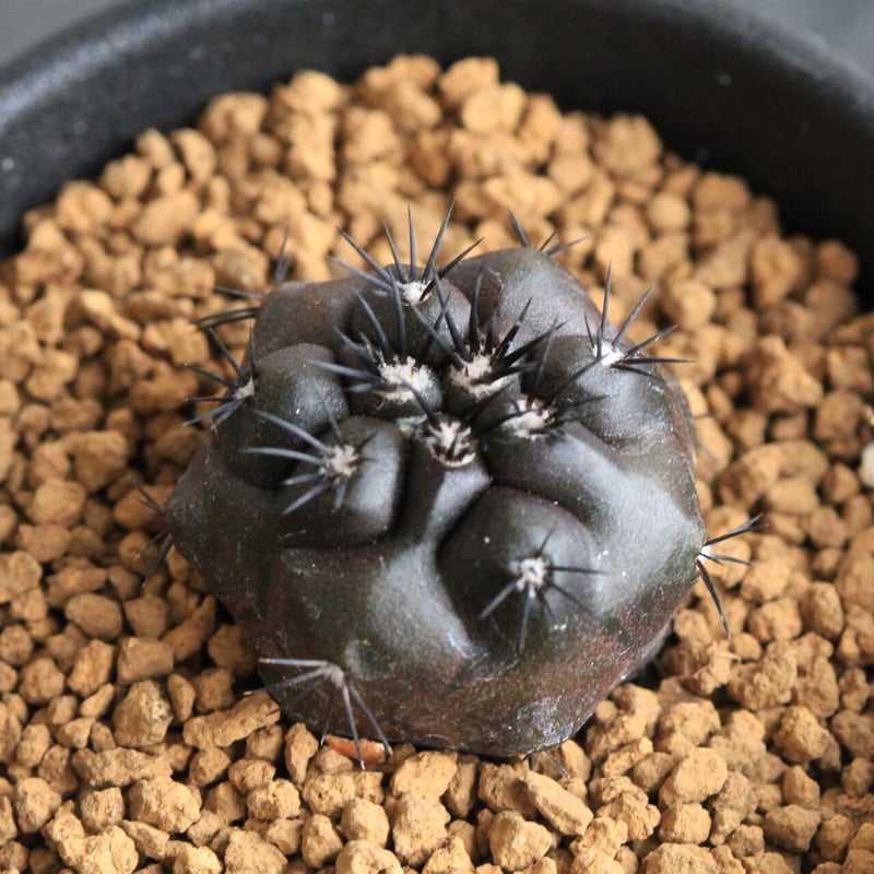 コピアポア デュラ（実生） | hanayoshi-botanical