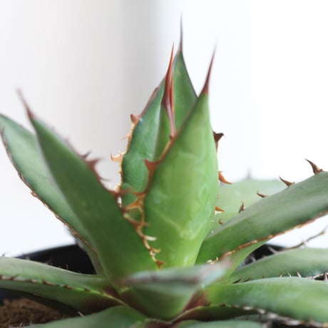 Agave ホリダ