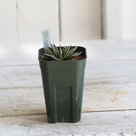 Agave filifera ssp .schidigera "white stripe'