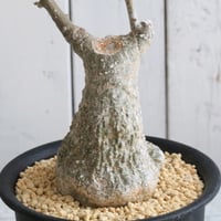 ブルセラ ミクロフィラ 挿し木① | hanayoshi-botanical