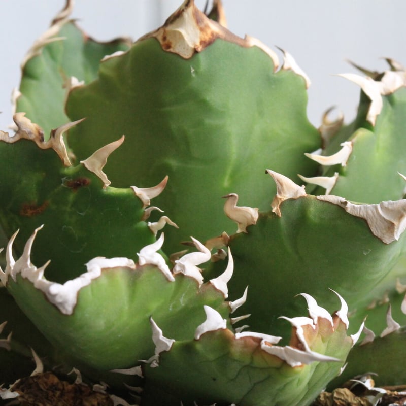 アガベ チタノタ(強刺） | hanayoshi-botanical