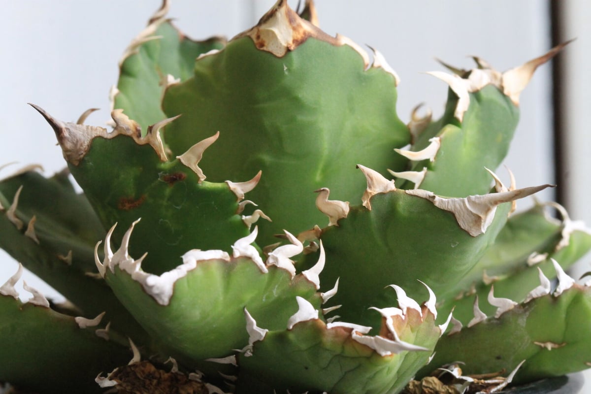 【強刺美株】アガベ　チタノタ　ボール株　発根済み株 アガベ チタノタ(強刺） | hanayoshi-botanical