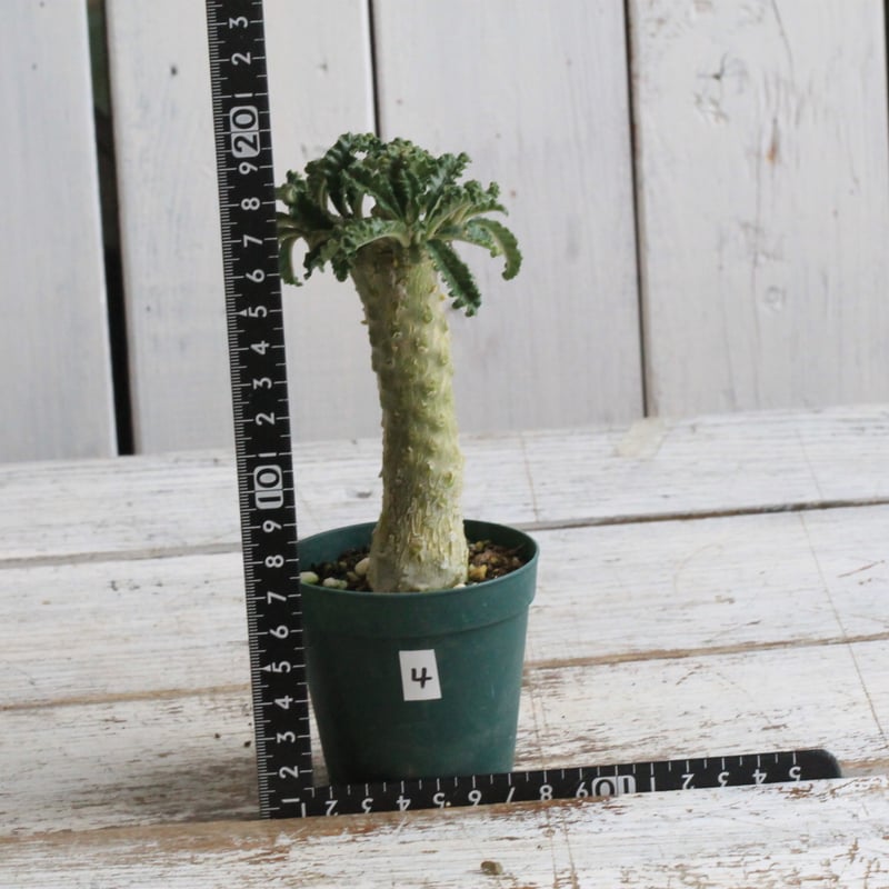 【レア/塊根植物】ドルステニア ラブラニー オス株（大株）鉢植え - A レア/塊根植物】ドルステニア ラブラニー オス株（大株）鉢植え - E