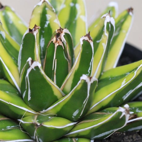 Agave 輝山