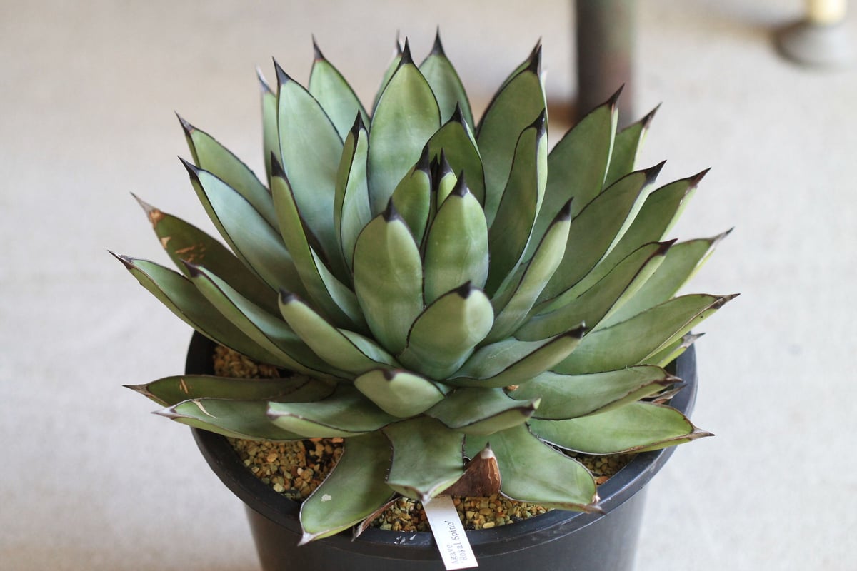 Agave Royal Spin アガベ ロイヤルスピン | hanayoshi-botanical