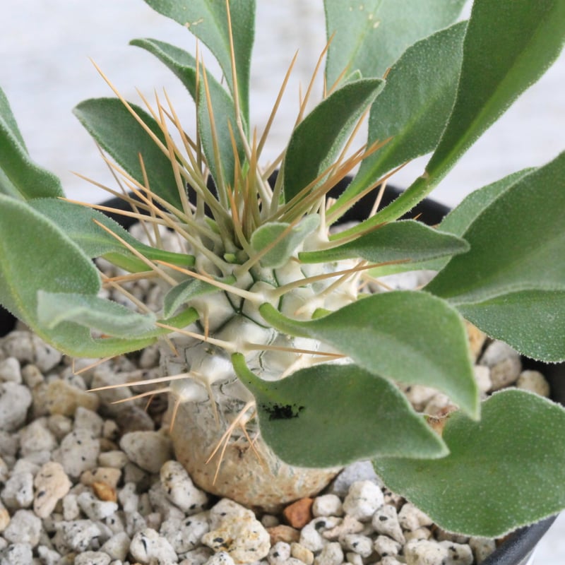 パキポディウム ナマクアナム 光堂（実生）② | hanayoshi-botanical