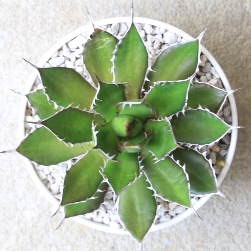 アガベ ギルベイ | hanayoshi-botanical