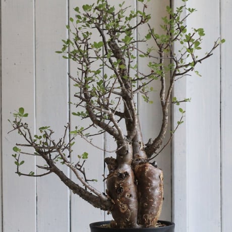 Bursera ファガロイデス