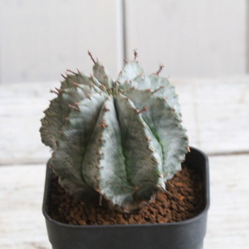 EMPユーフォルビア ホリダ マジョール 実生 / Yu11