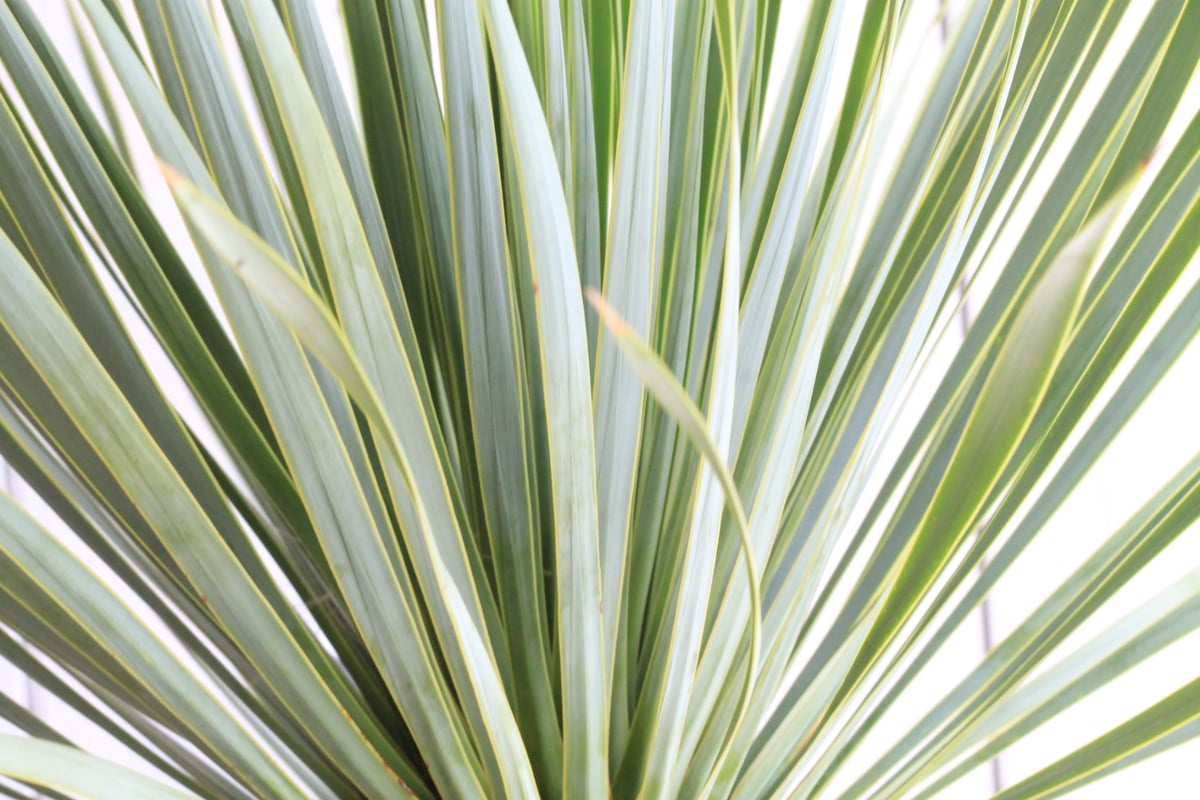 ユッカ ロストラータ ブルーサンダー② | hanayoshi-botanical