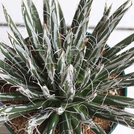 Agave　樹氷