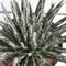 Agave　樹氷