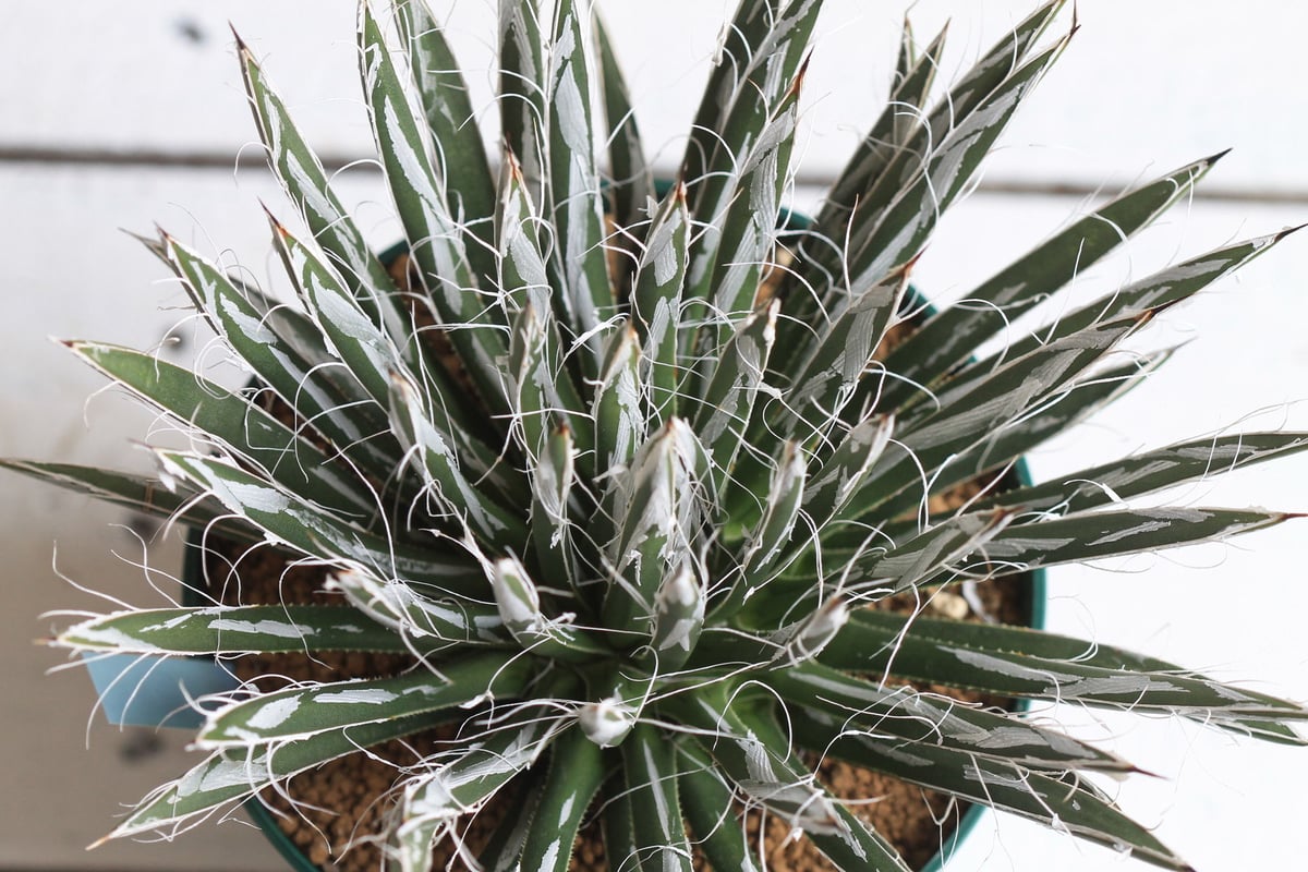 極品アガべ樹氷濃白株多肉植物  17cm Agave 樹氷 | hanayoshi-botanical