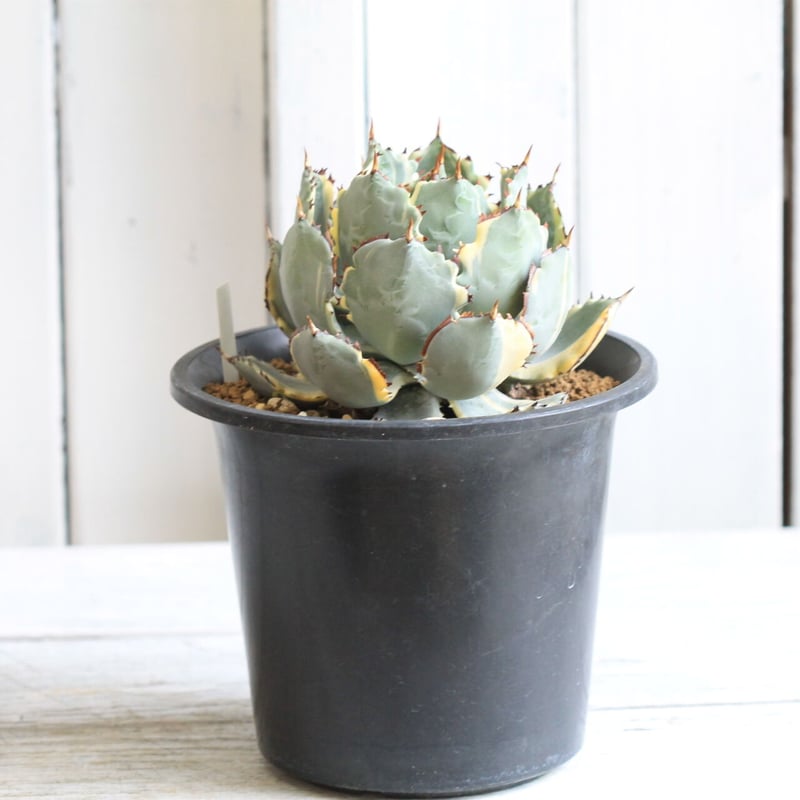 アガベ　特選　矮性　甲蟹 アガベ イシスメンシス 甲蟹【特選連刺】（カブトガニ） | hanayoshi