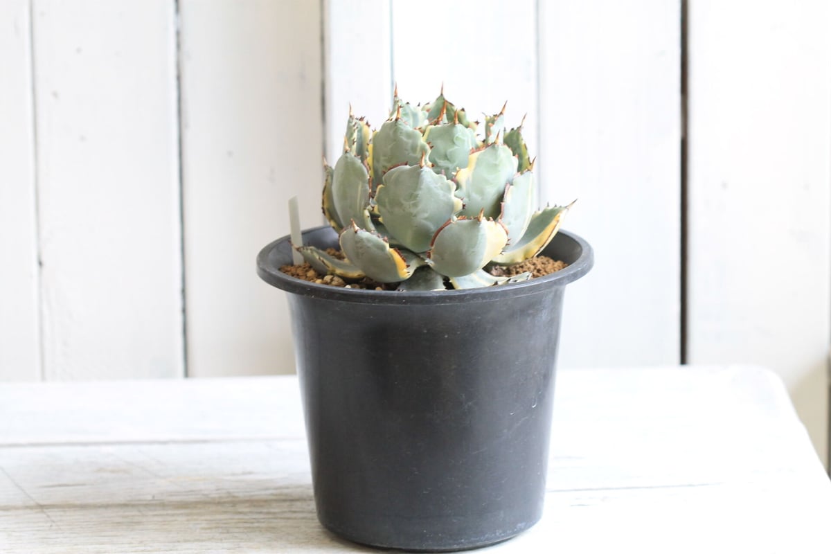 アガベ 甲蟹錦 | hanayoshi-botanical