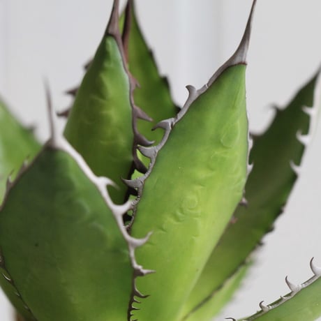 Agave ホリダメキシカルメトル