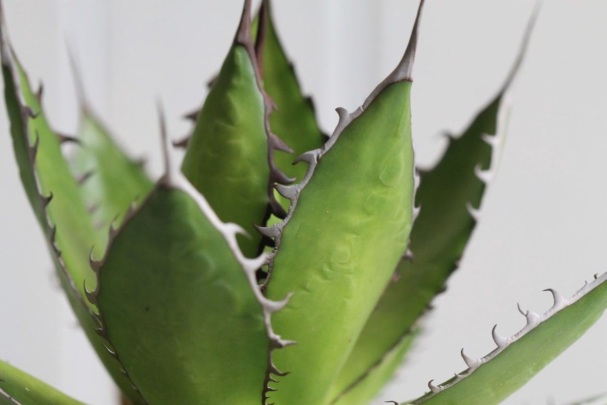 Agave ホリダメキシカルメトル | hanayoshi-botanical