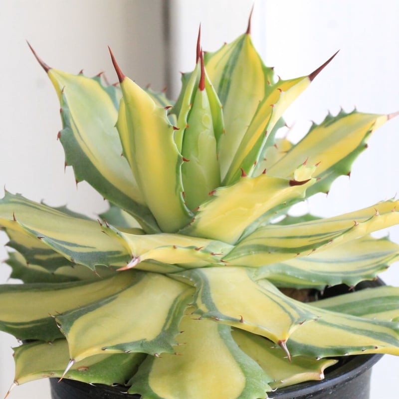 アガベ 楊貴妃 | hanayoshi-botanical