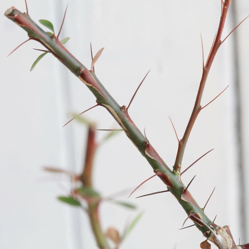 フォークイエリア ファシクラータ | hanayoshi-botanical