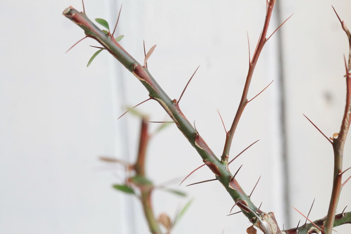 フォークイエリア ファシクラータ | hanayoshi-botanical