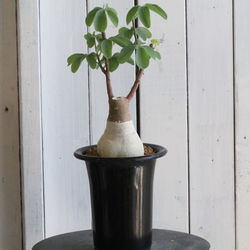 アデニア グラウカ | hanayoshi-botanical