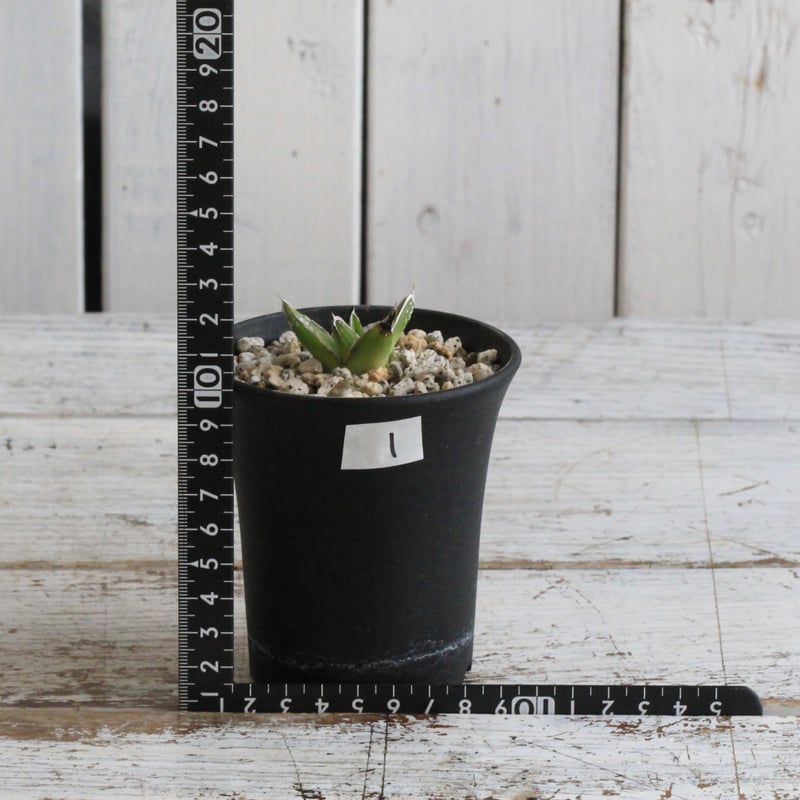 アガベ 特選姫笹の雪 スノーボール① | hanayoshi-botanical