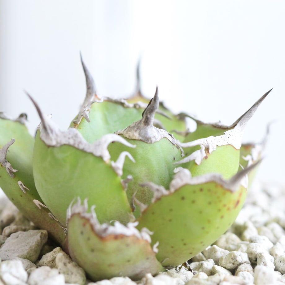 61109fe2e494334b6d4223e7