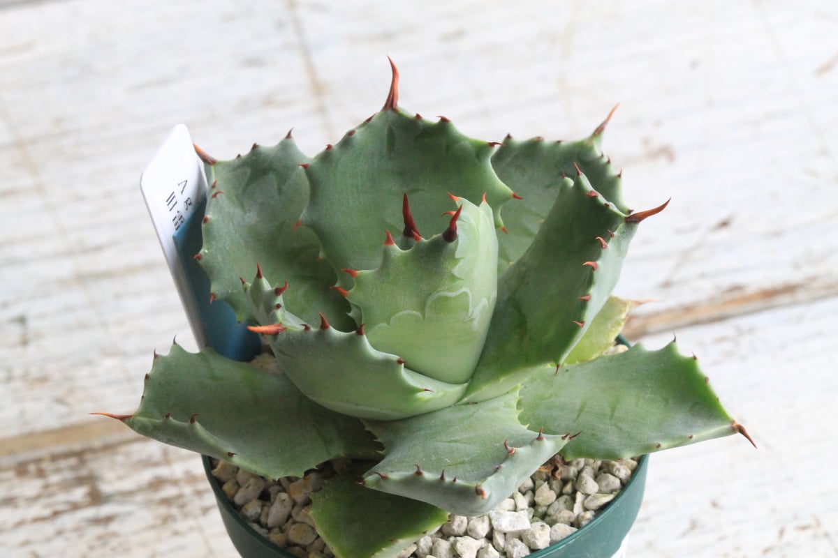 かおり@プロフ確認願 出品 多肉植物　アガベ　雷帝 かおり@プロフ確認願 出品 多肉植物 アガベ 雷帝 かおり@プロフ確認願