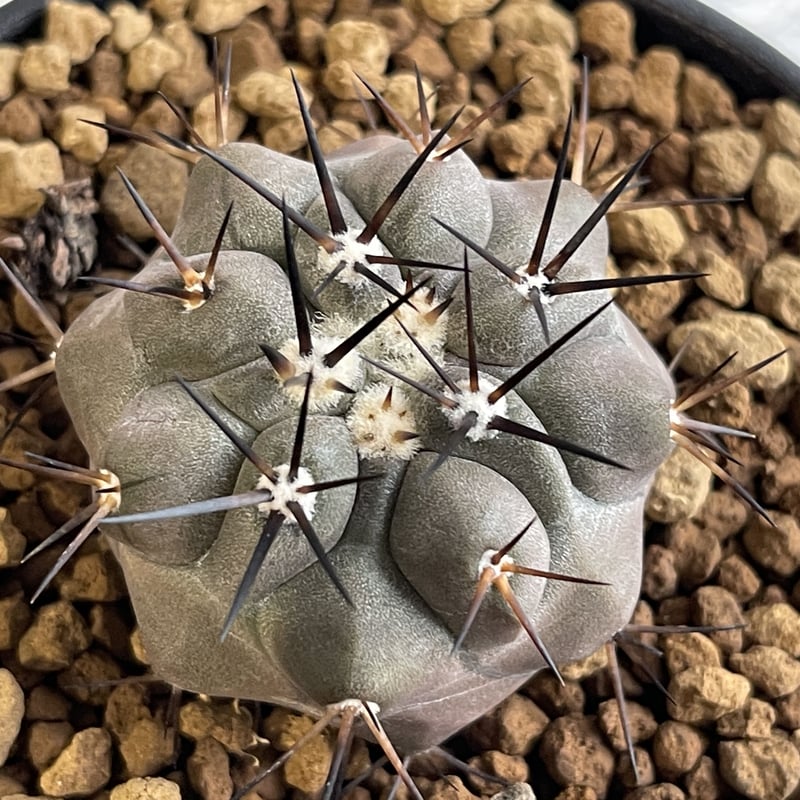 コピアポア 黒王丸 | hanayoshi-botanical