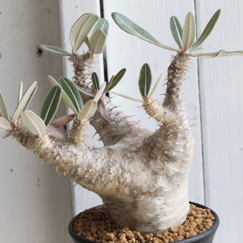 パキポディウム カクチペス | hanayoshi-botanical