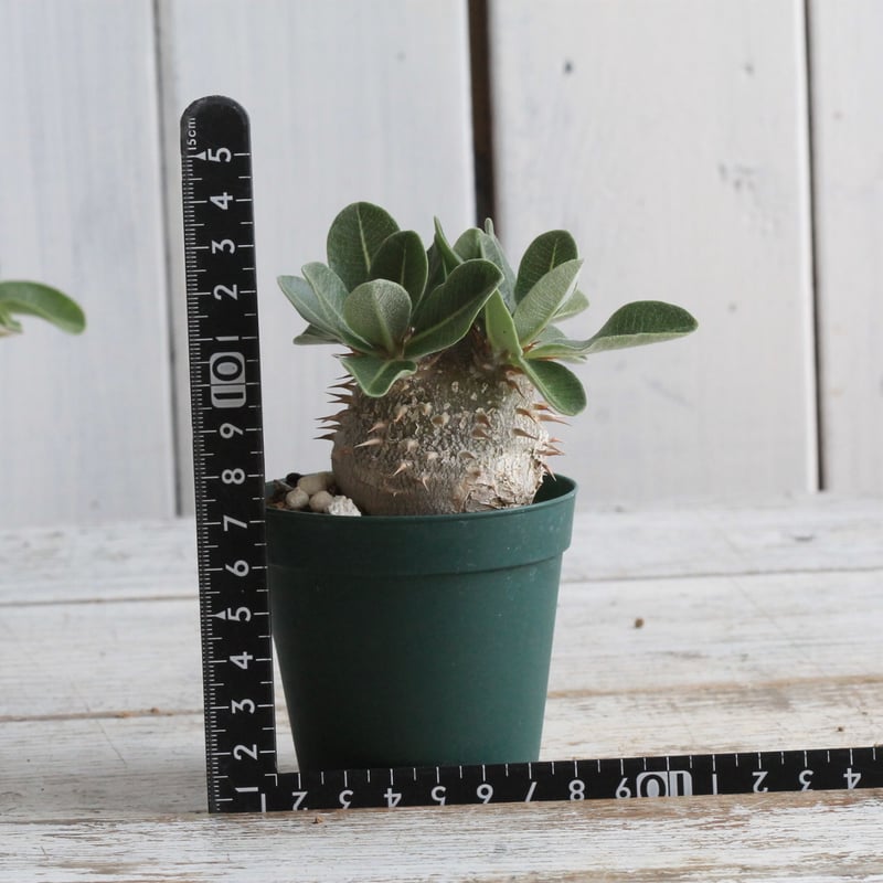 パキポディウム タキ大×T | hanayoshi-botanical