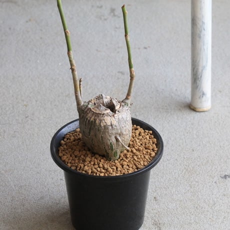 ボンバックス　エリプチカム