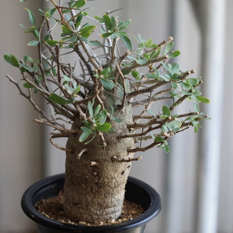 Fouquieria コルムナリス