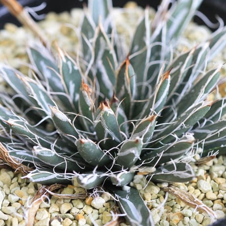 Agave 特小型姫乱雪
