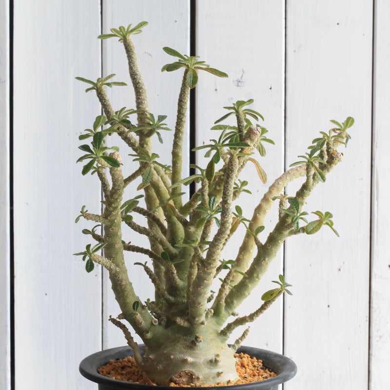 ドルステニア ギガス（実生) | hanayoshi-botanical